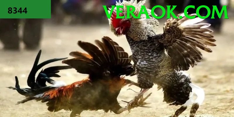 Đá Gà Trực Tiếp - Ưu đãi đặc biệt - Sự kiện