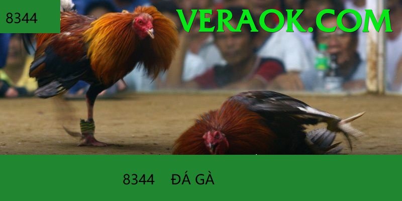 Đá Gà Trực Tiếp - vera - Trang chủ